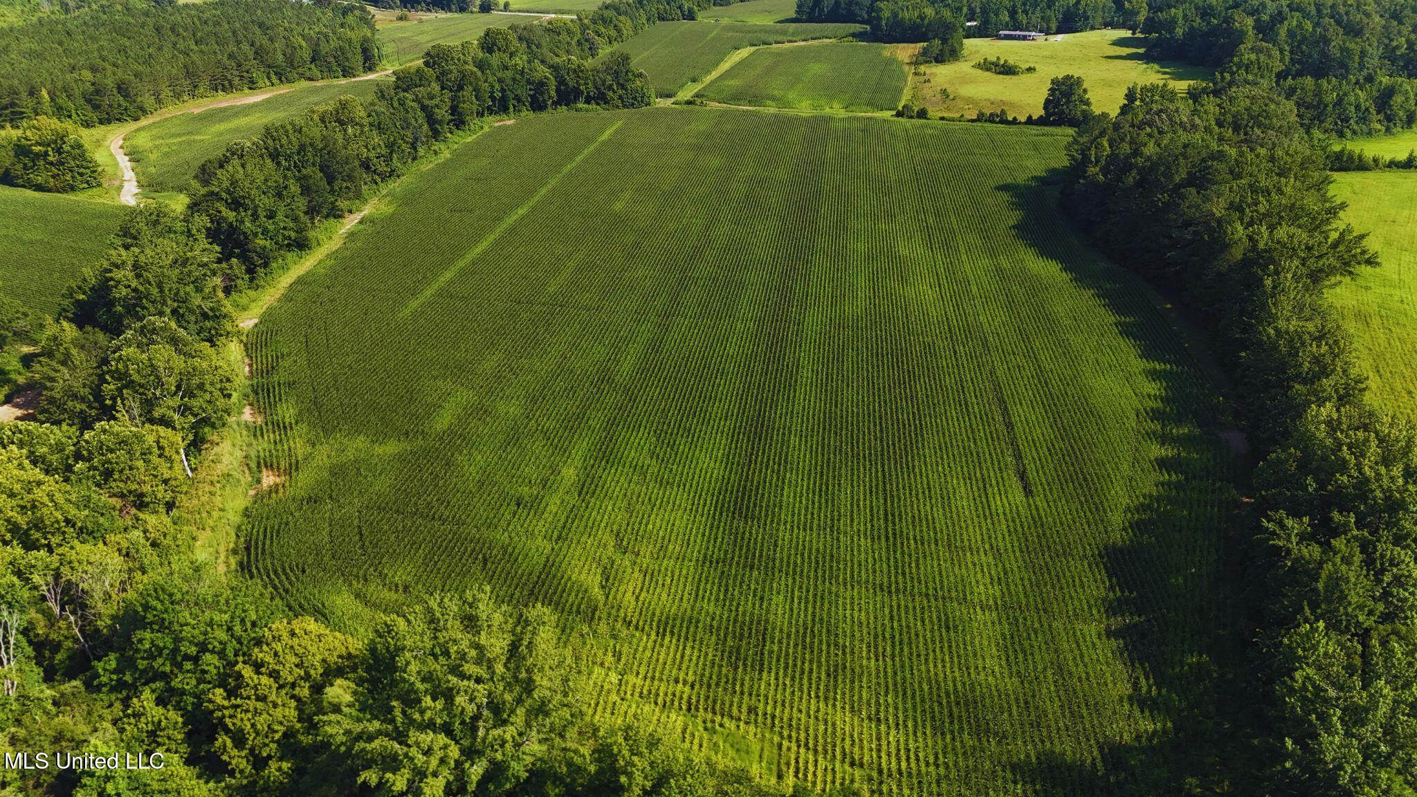 51 County Road Eupora, MS 39744 - Photo 6 of 13 6