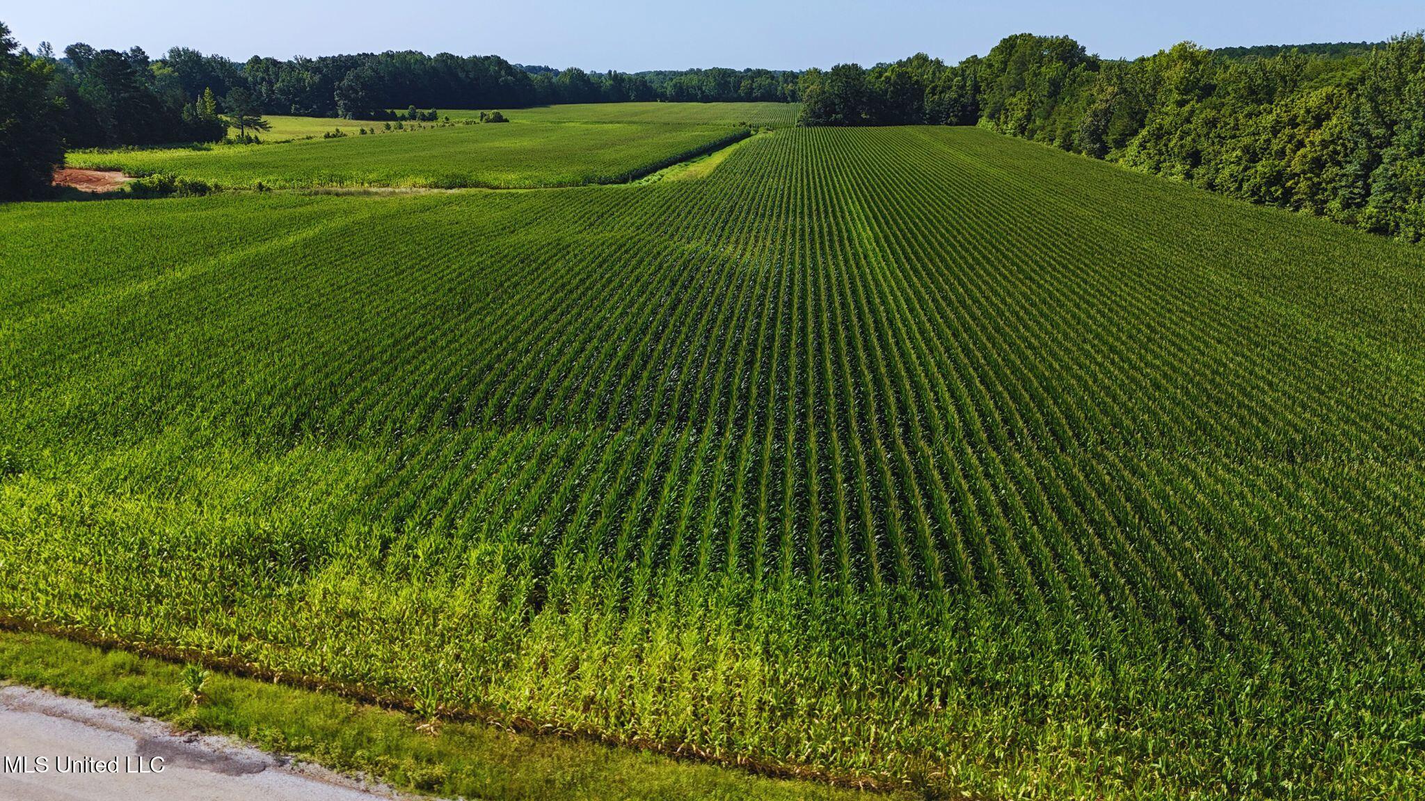 51 County Road Eupora, MS 39744 - Photo 8 of 13 8