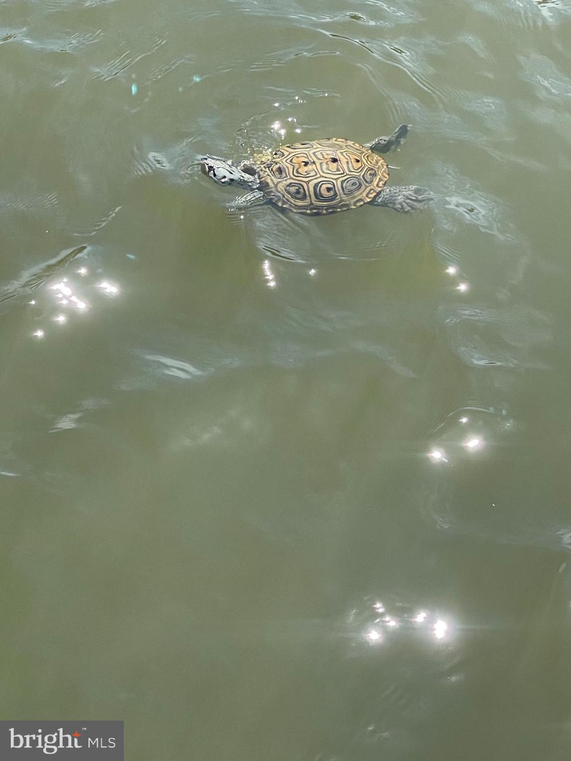 25914 Rumbley Road Westover, MD 21871 - Photo 81 of 89