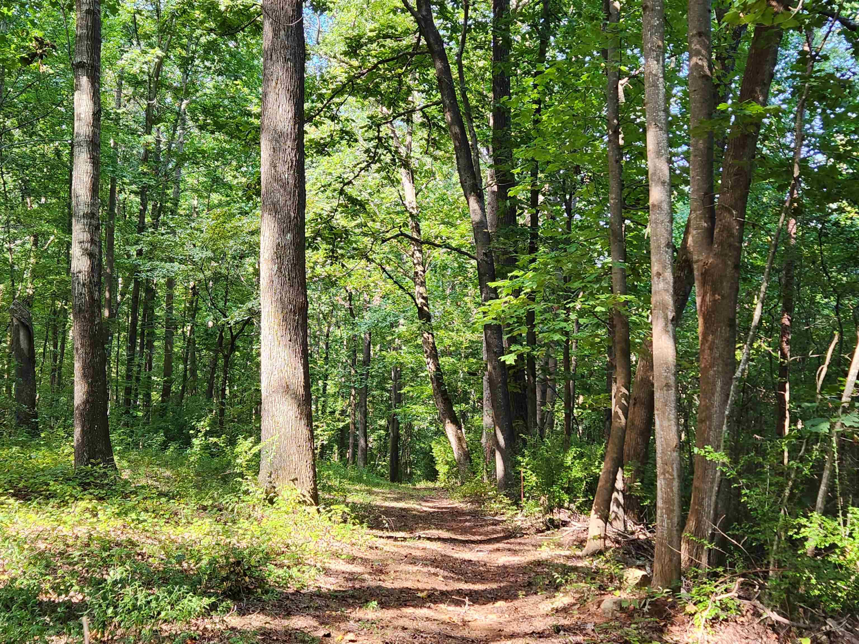 1667 Bowers Store Road Siler City, NC 27344 - Photo 2 of 12 a view of outdoor space and yard