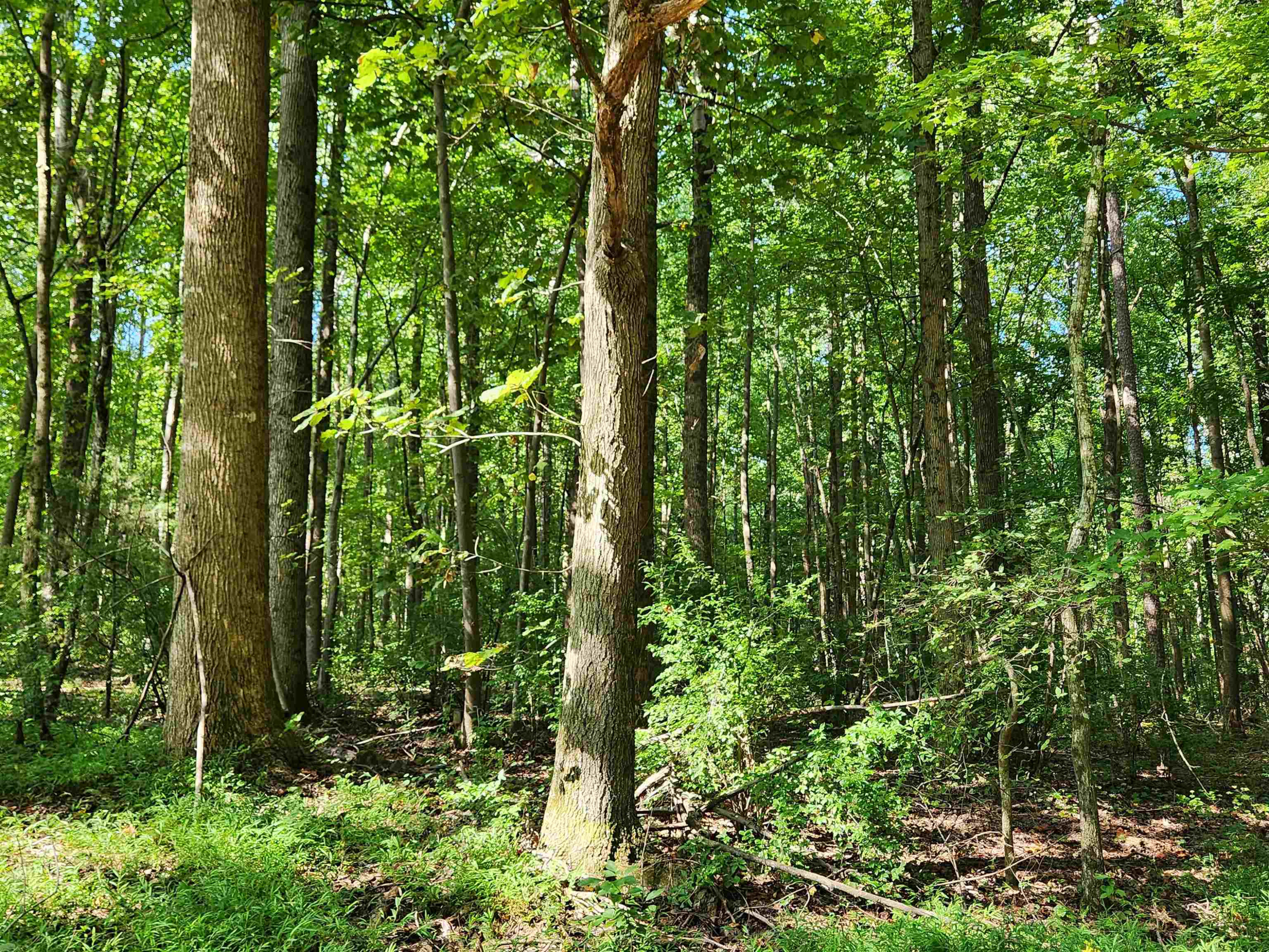 1667 Bowers Store Road Siler City, NC 27344 - Photo 3 of 12 a view of outdoor space and garden