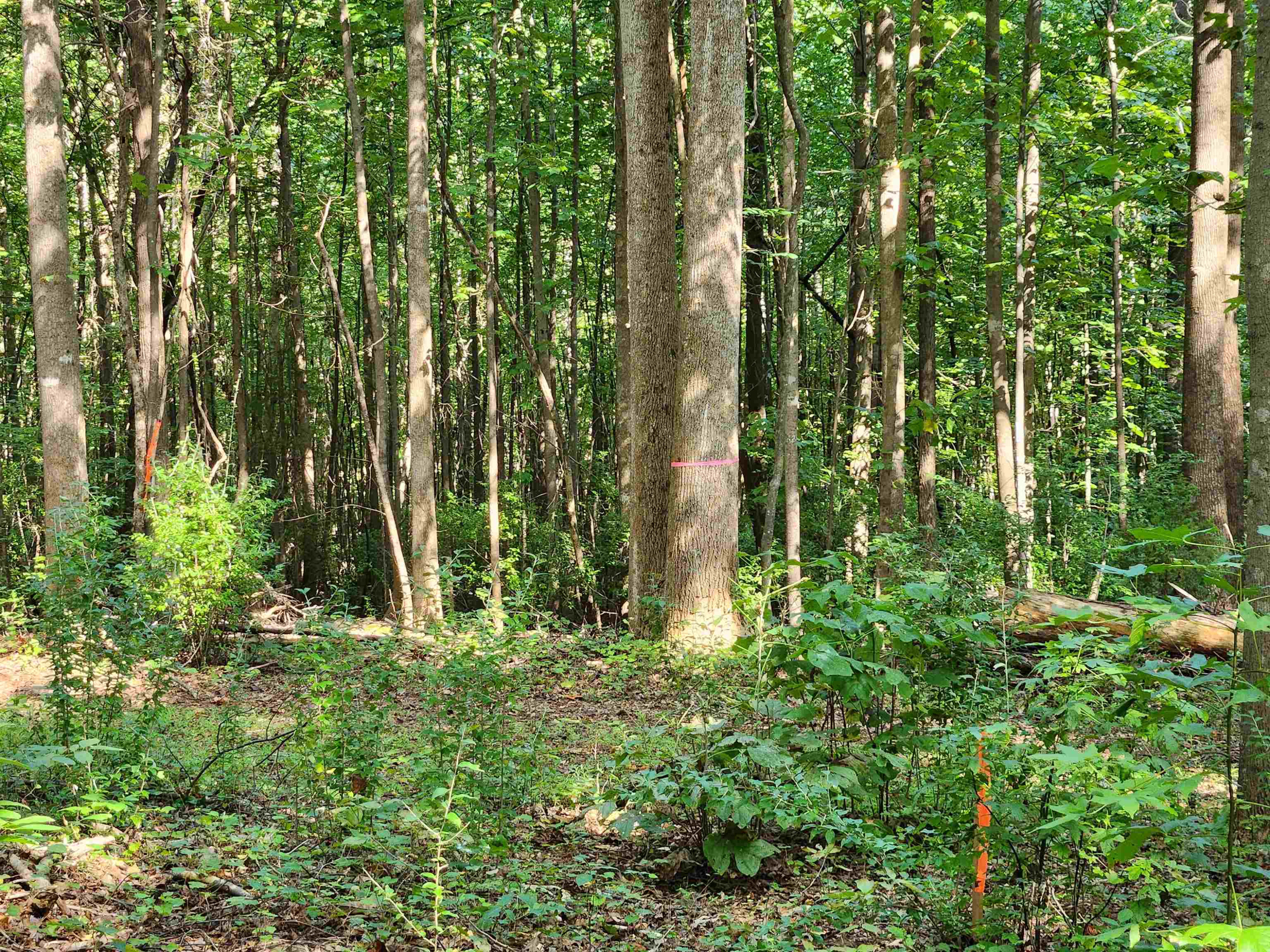 1667 Bowers Store Road Siler City, NC 27344 - Photo 5 of 12 a view of outdoor space and garden