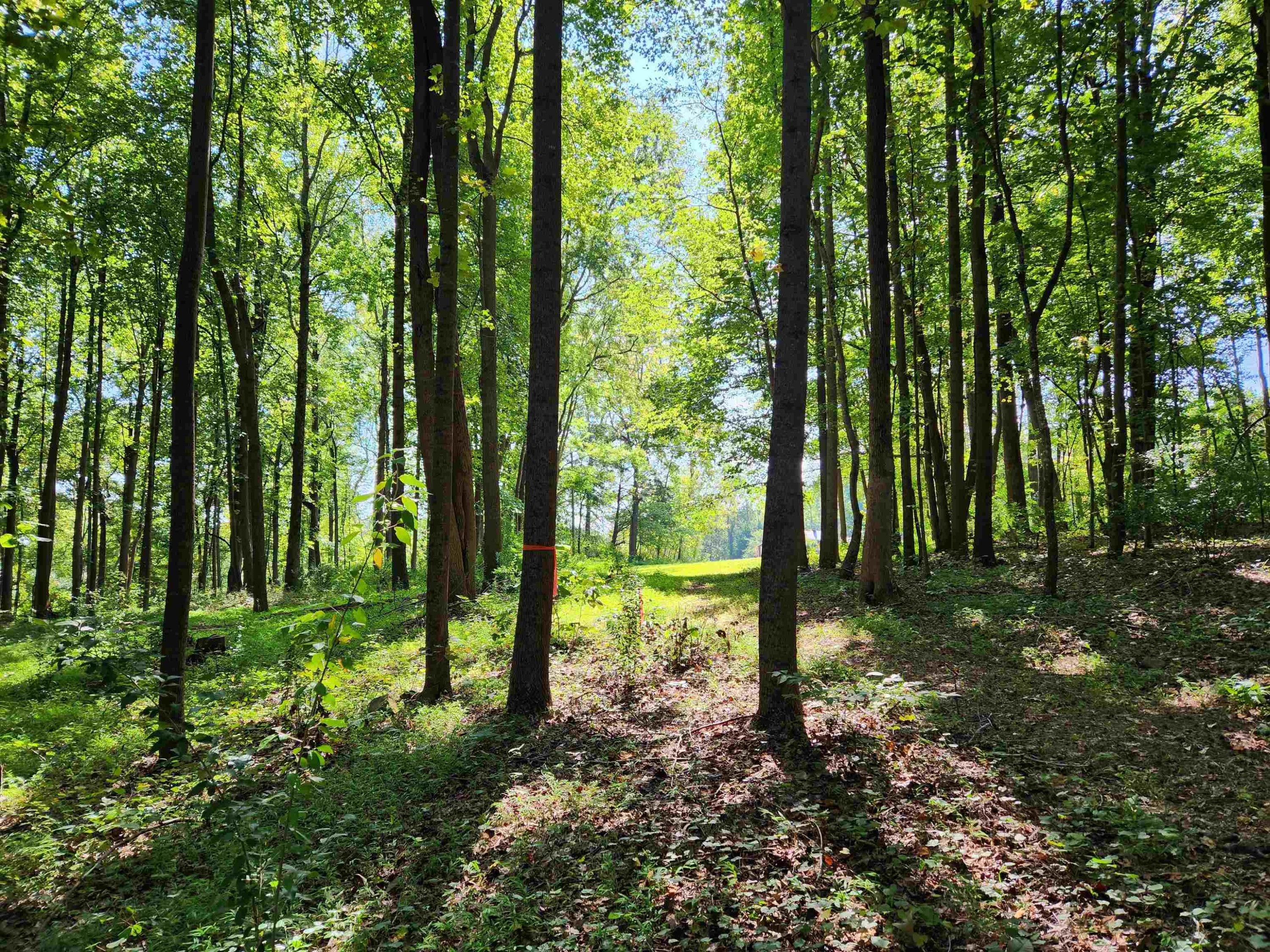 1667 Bowers Store Road Siler City, NC 27344 - Photo 6 of 12 a view of outdoor space and garden