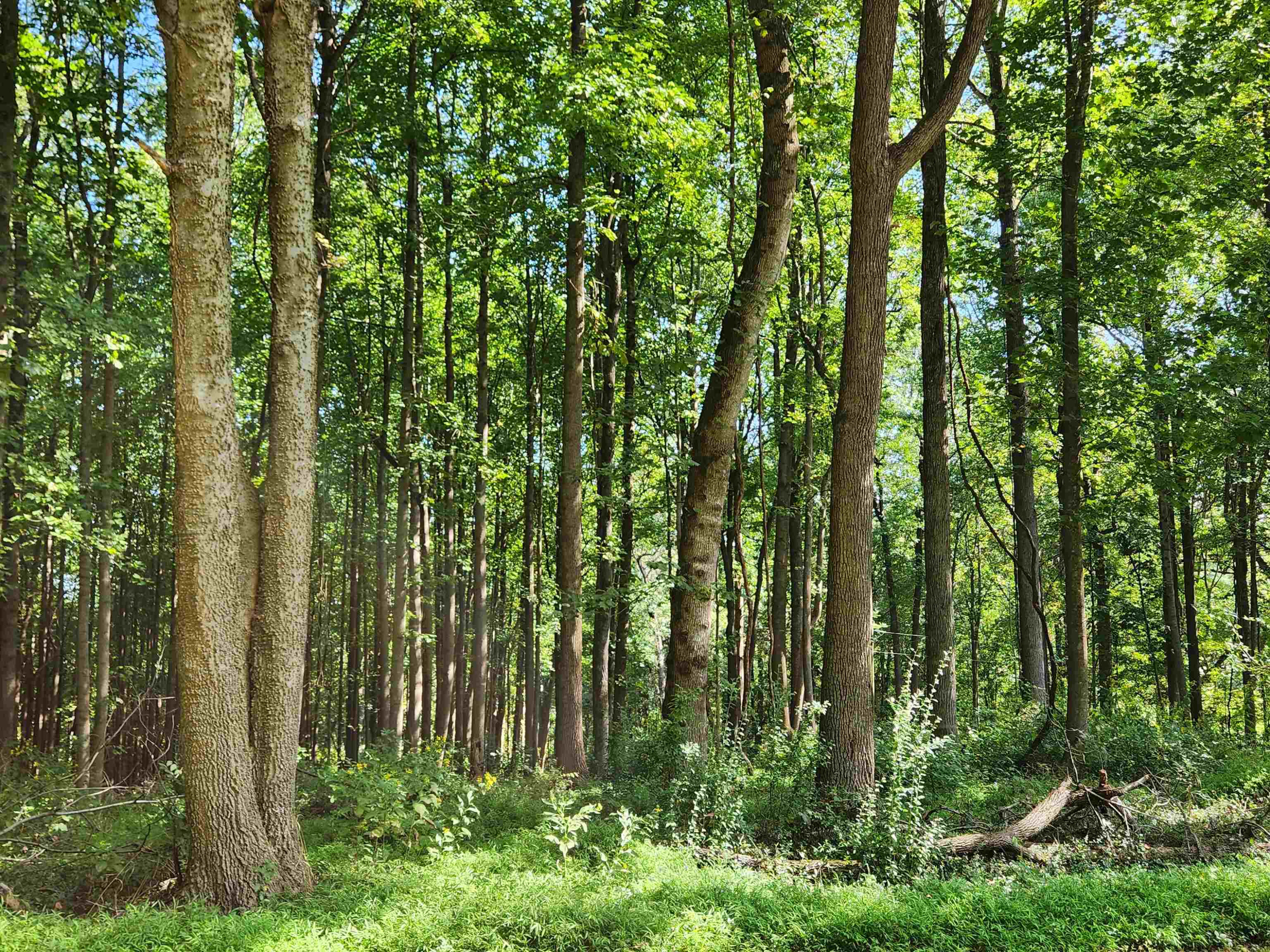 1667 Bowers Store Road Siler City, NC 27344 - Photo 7 of 12 a view of yard