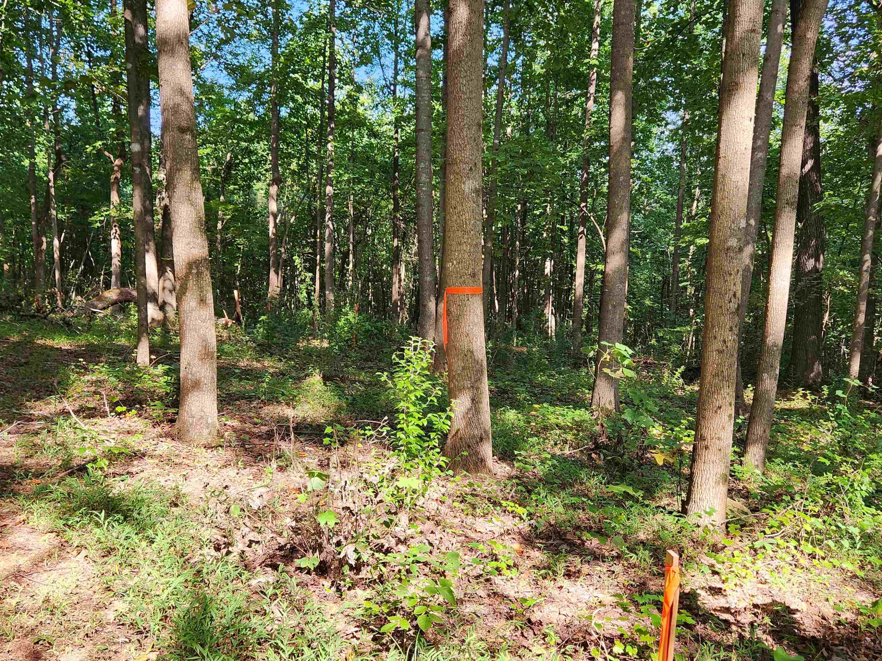 1667 Bowers Store Road Siler City, NC 27344 - Photo 8 of 12 a backyard of a house with lots of green space and trees