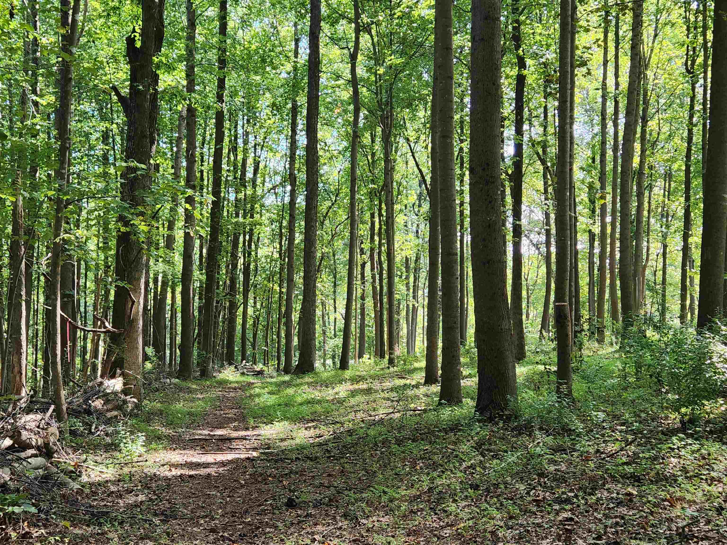 1667 Bowers Store Road Siler City, NC 27344 - Photo 9 of 12 a view of outdoor space and garden