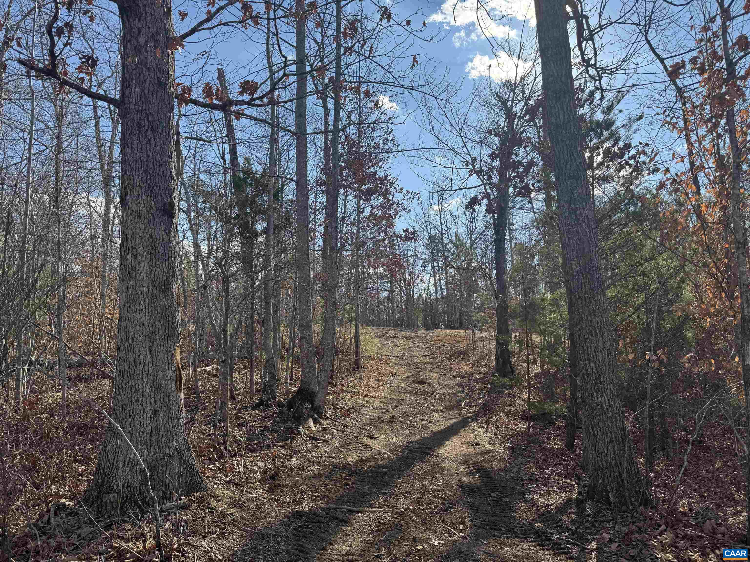 3860-5 Gilbert Station Road Barboursville, VA 22923 - Photo 4 of 17 a view of a forest filled with trees
