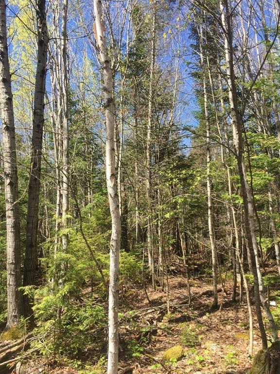 0 Bear Hollow Road Calais, ME 04619 - Photo 16 of 27 Photo