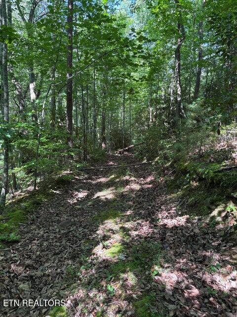 Lot 4 Old Furnace Road Tellico Plains, TN 37385 - Photo 10 of 13 10