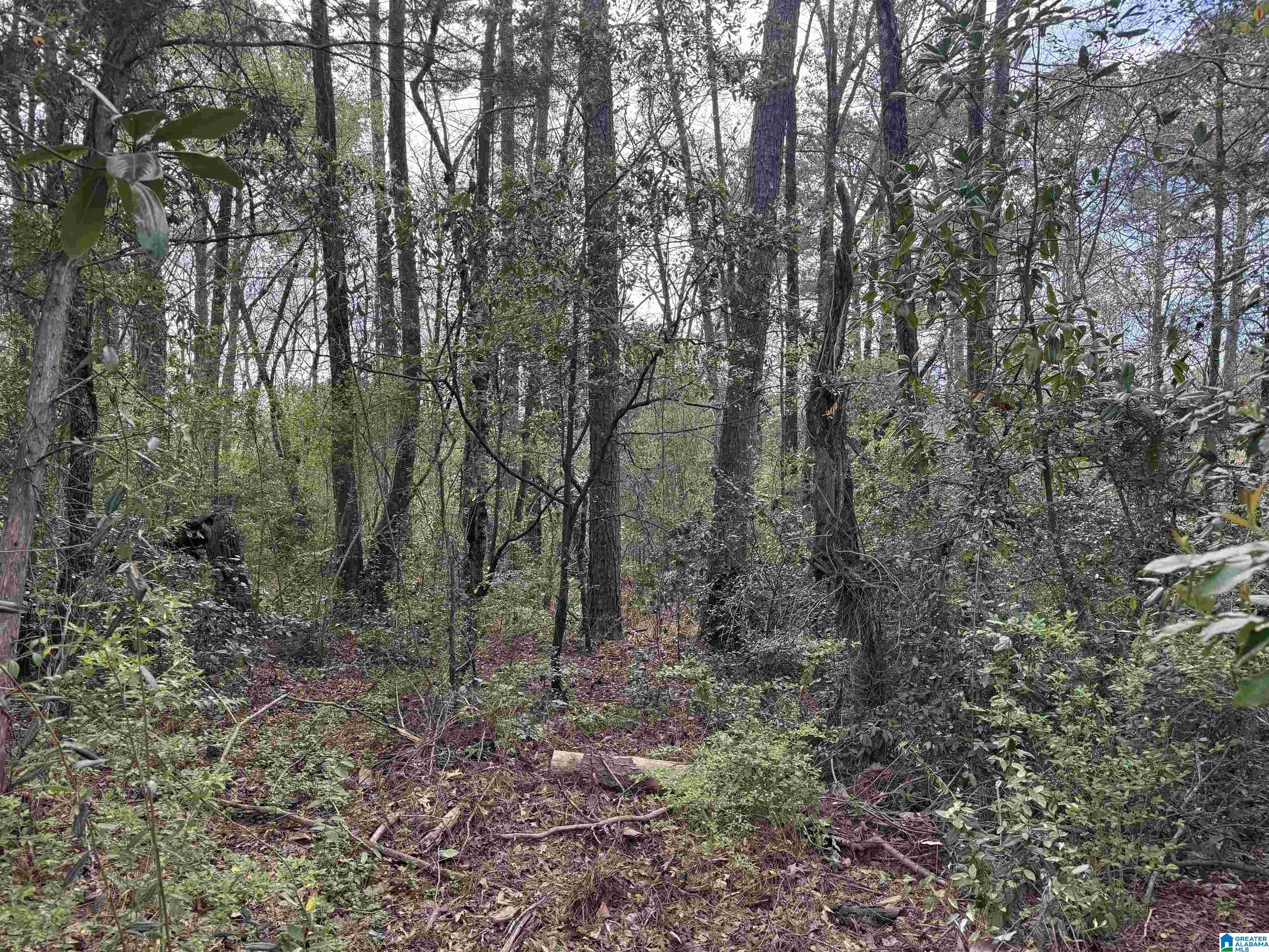 0 Ferry Road Columbiana, AL 35051 - Photo 4 of 7