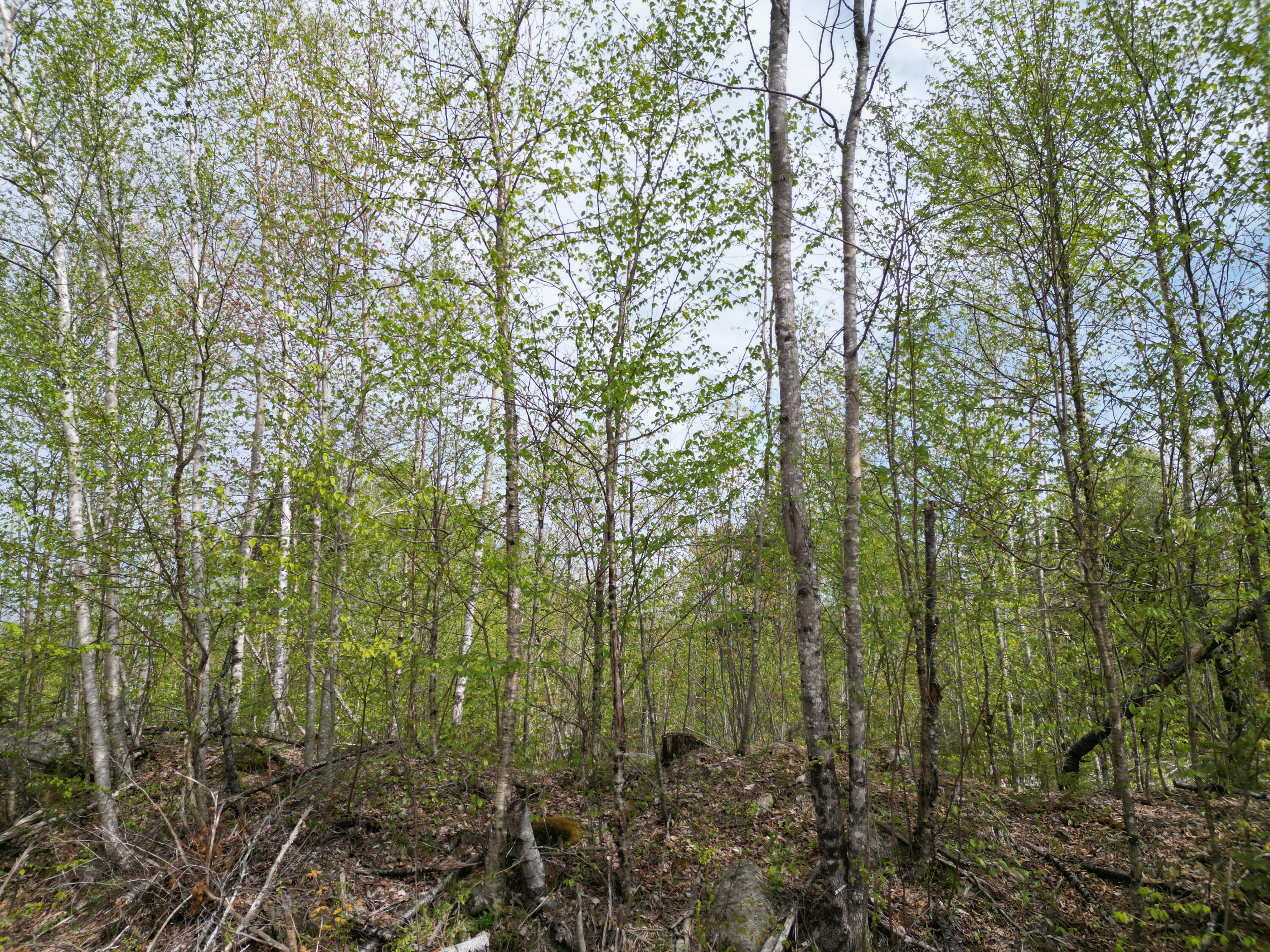 Lot 3 Moores Road Springfield, ME 04487 - Photo 9 of 12 DJI_0459