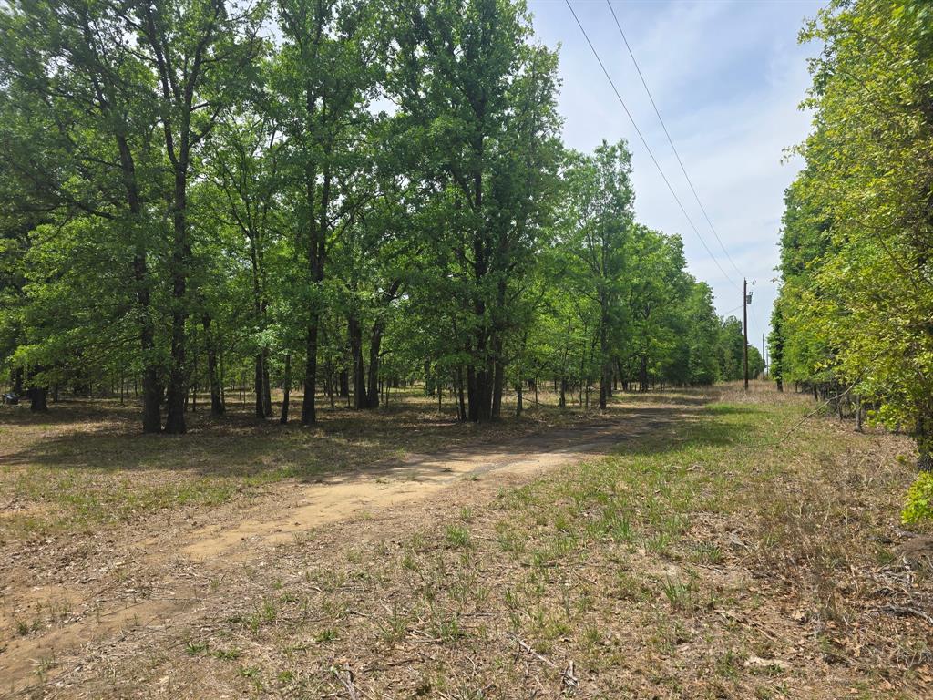 15801 Maple Lane Malakoff, TX 75148 - Photo 25 of 30 a view of a tree in the middle of a yard