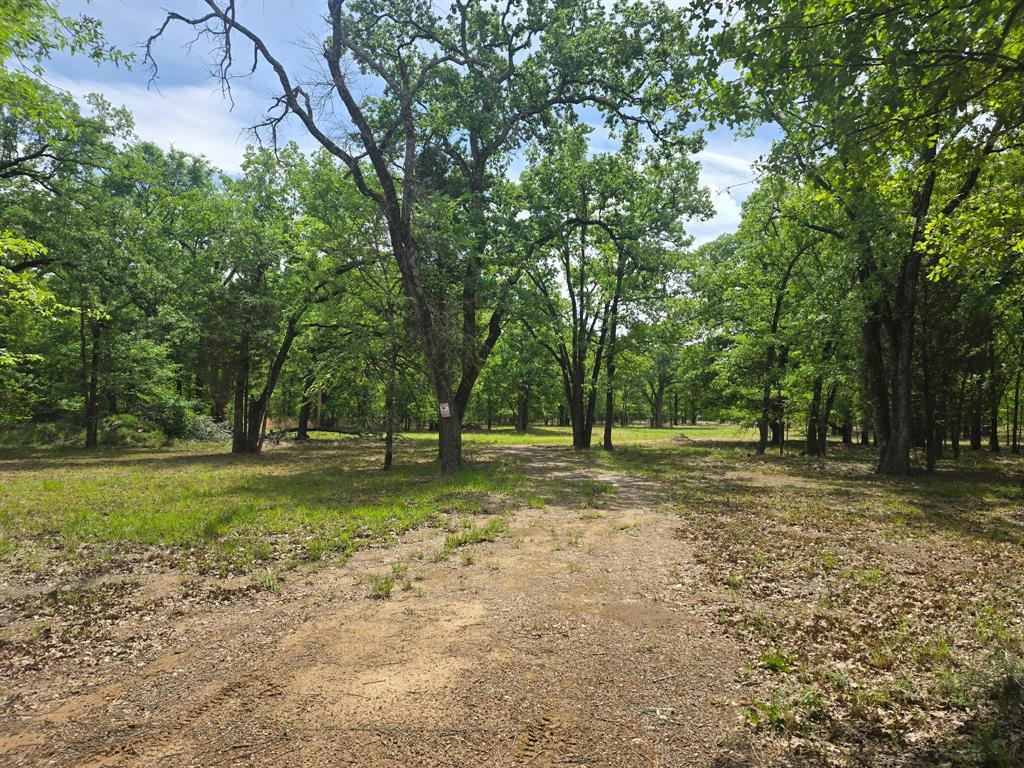 15801 Maple Lane Malakoff, TX 75148 - Photo 28 of 30 a view of a tree in the middle of a yard