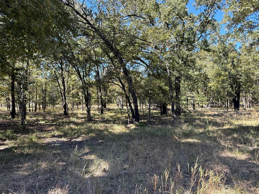 15801 Maple Lane Malakoff, TX 75148 - Photo 3 of 30 a view of a forest with trees