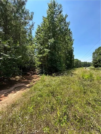 a view of a yard with plants and large trees