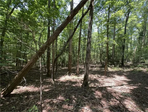 a view of a forest filled with trees