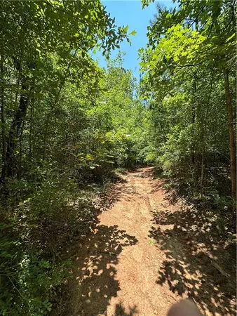 a view of a yard with plants and large trees