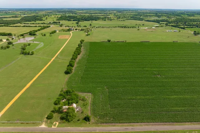a view of a green field with plants and large trees