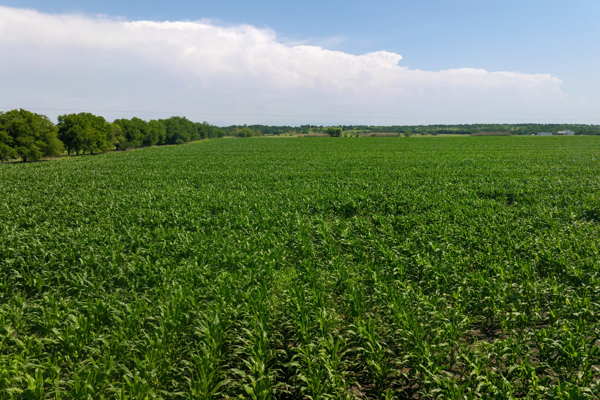 3 County Road 425 Thorndale, TX 76577 - Photo 25 of 27 a view of a green field with plants and large trees