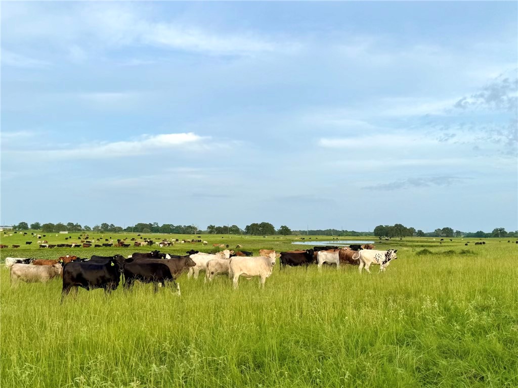 6455 Garhole View Lane Bryan, TX 77808 - Photo 7 of 10 a view of a lake with houses in the background
