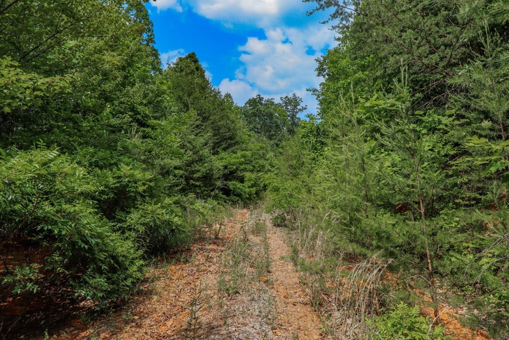 428 Romary Road Newport, TN 37821 - Photo 14 of 24 Gallery Image 14