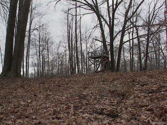 0 Eastman Road Rhodes, MI 48652 - Photo 5 of 16 One Of The Gentle Rolling Hills On The Land