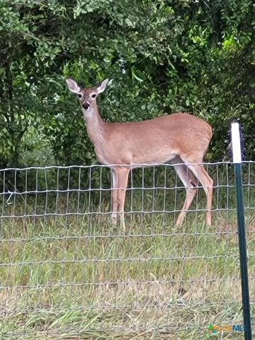 a view of a dry yard