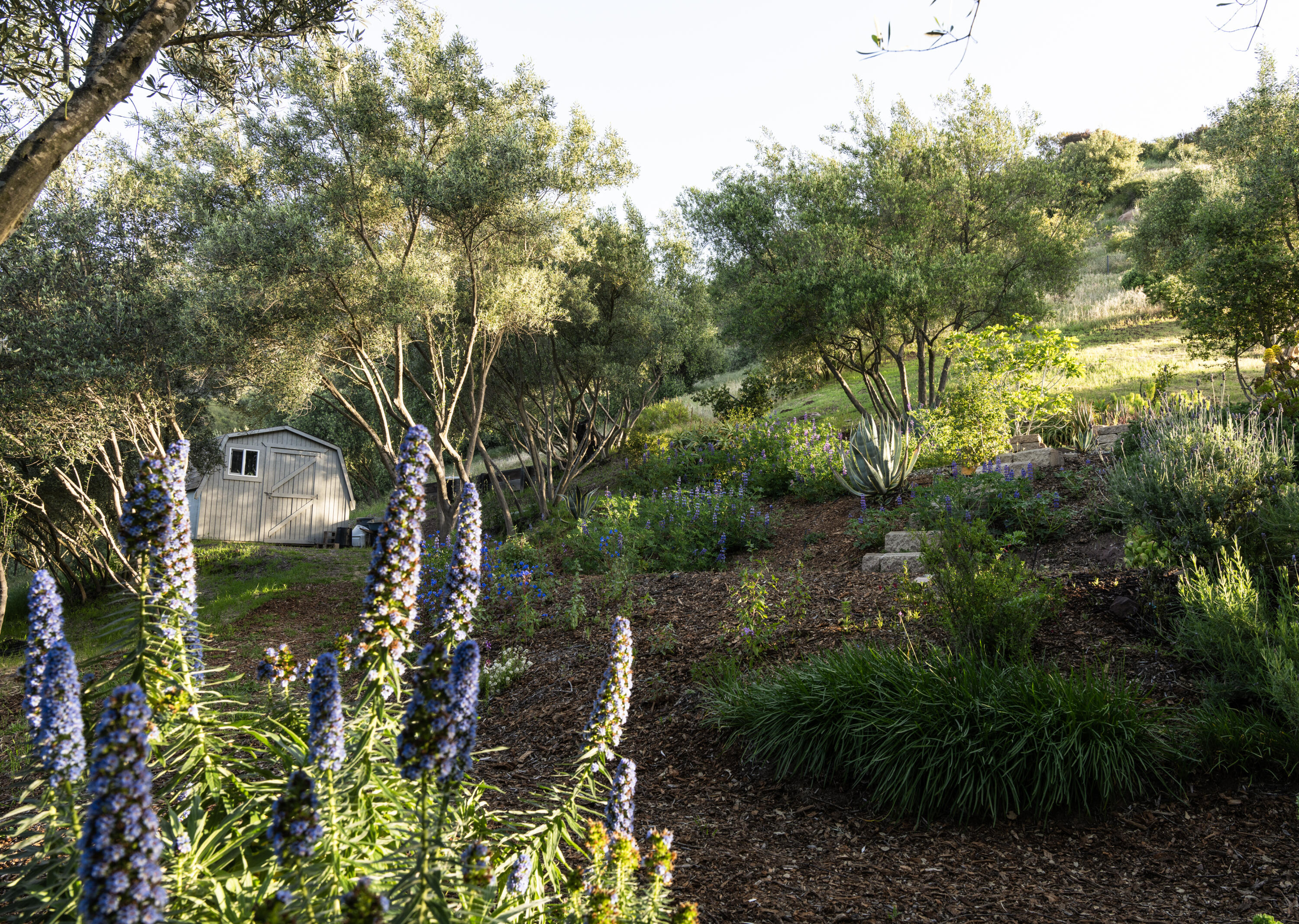 1480 Mission Canyon Road Santa Barbara, CA 93105 - Photo 30 of 38 a backyard of a house with lots of green space and trees all around