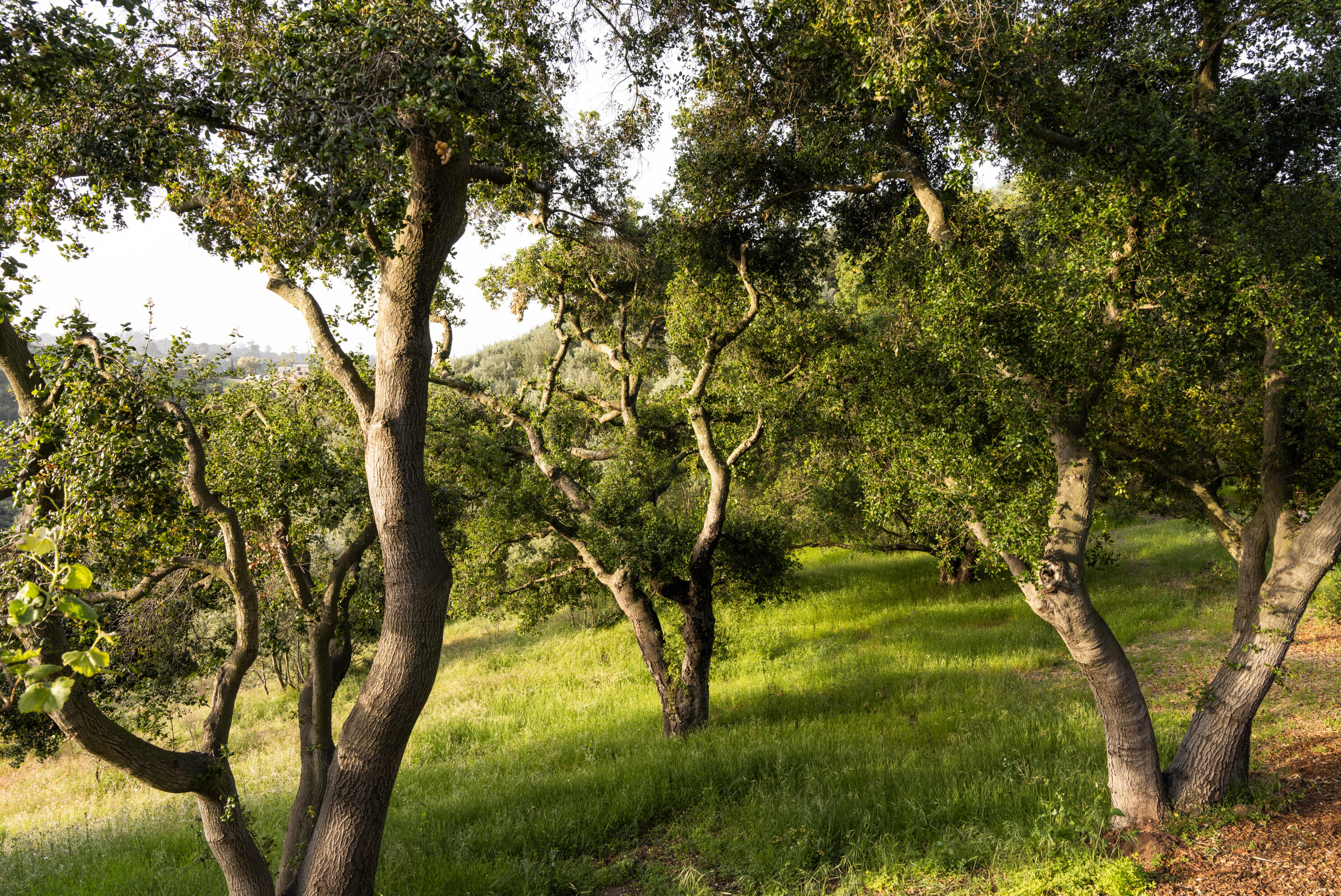 1480 Mission Canyon Road Santa Barbara, CA 93105 - Photo 31 of 38