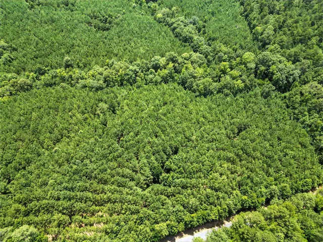 a view of a lush green forest