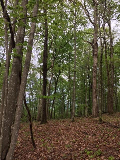 22 Jackson Point Road, Unit 22 Sewanee, TN 37375 - Photo 8 of 14 IMG_4190