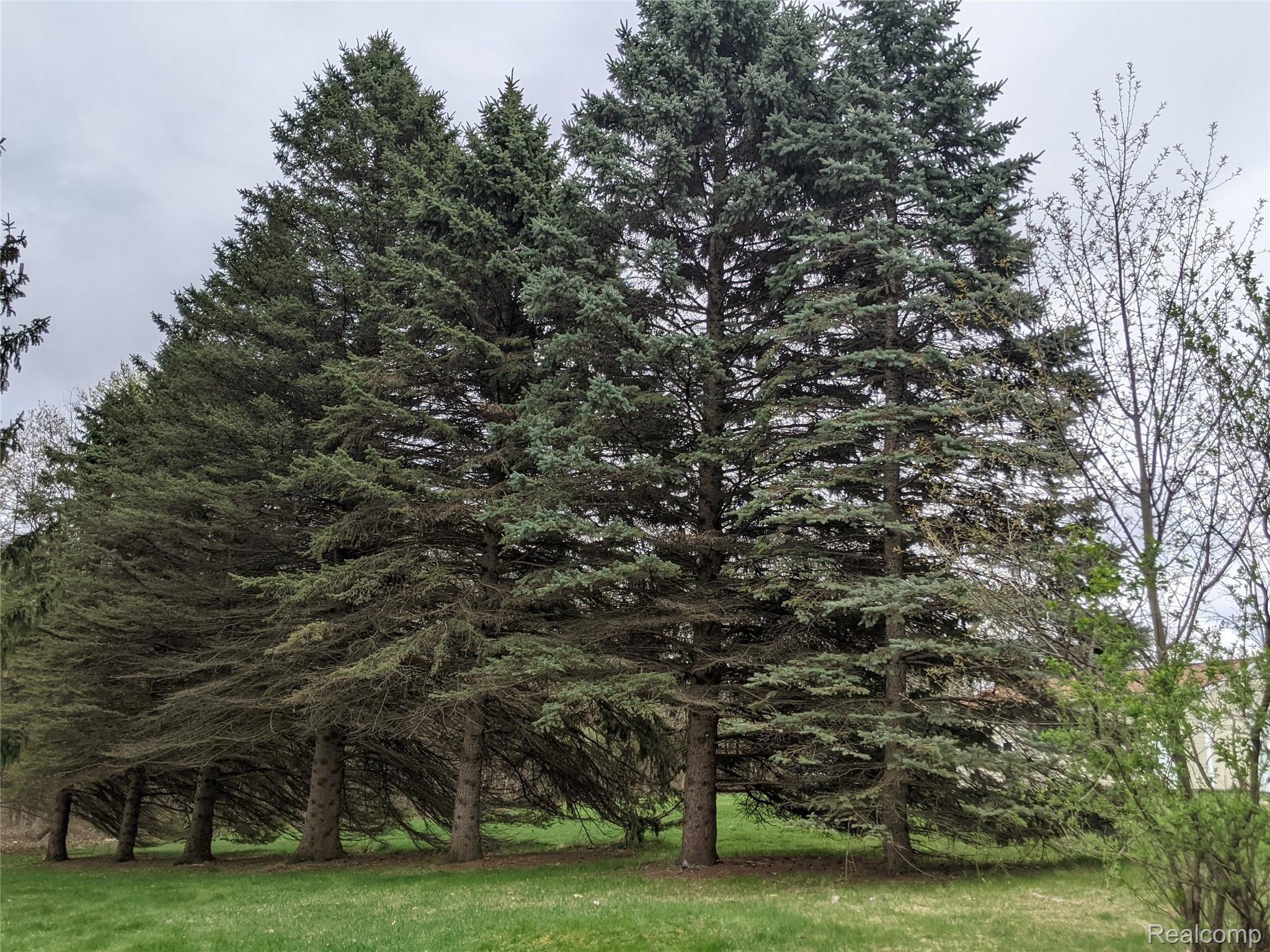 11354 Runyan Lake Road Fenton, MI 48430 - Photo 21 of 23 11354 Runyan yard 2.jpg