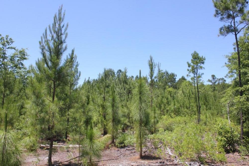0 Old Cemetery Road Jamestown, SC 29453 - Photo 1 of 6 1