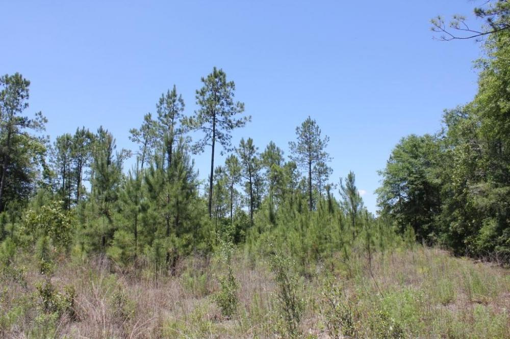 0 Old Cemetery Road Jamestown, SC 29453 - Photo 3 of 6 3