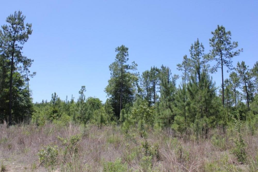 0 Old Cemetery Road Jamestown, SC 29453 - Photo 5 of 6 5