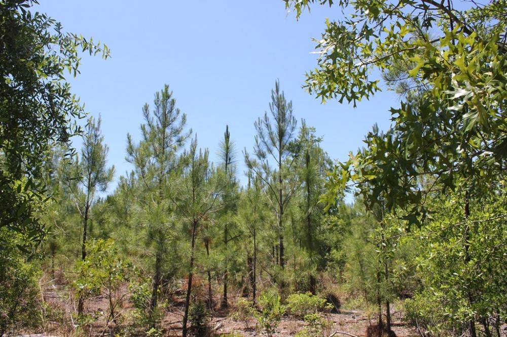 0 Old Cemetery Road Jamestown, SC 29453 - Photo 6 of 6 6