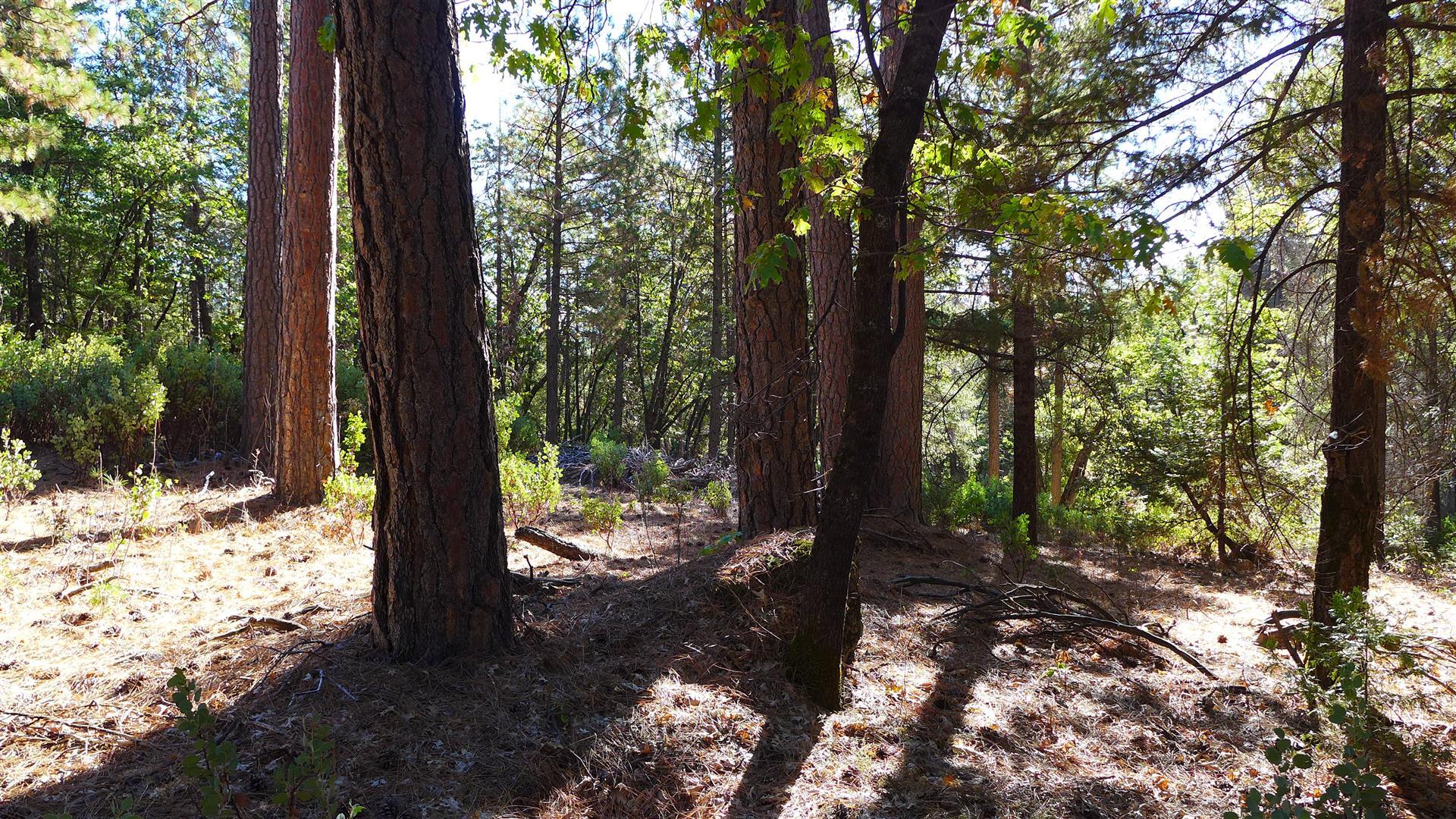 59-acres Donkey Mine Road Oak Run, CA 96069 - Photo 39 of 46 P1080137