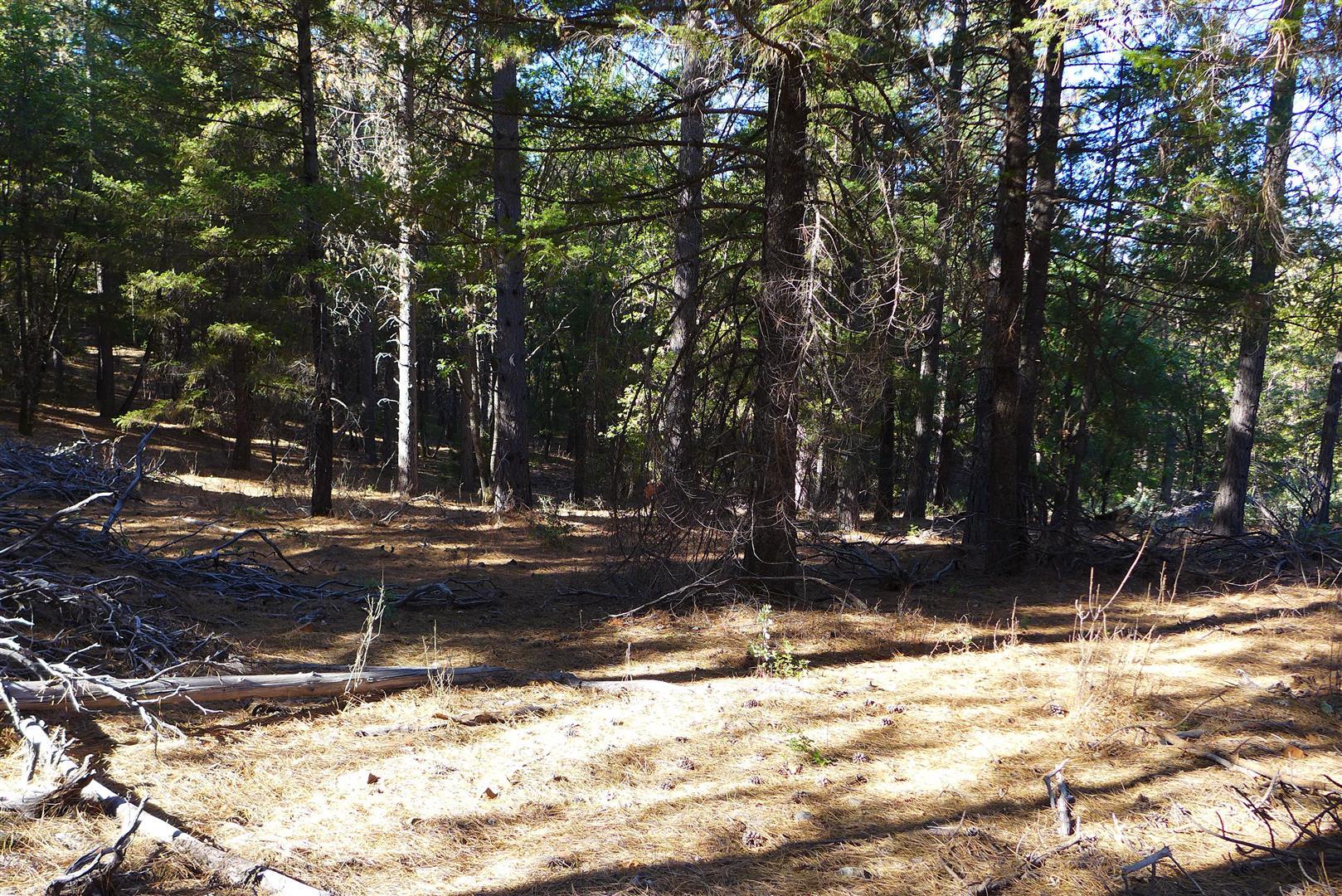 59-acres Donkey Mine Road Oak Run, CA 96069 - Photo 43 of 46 P1080172