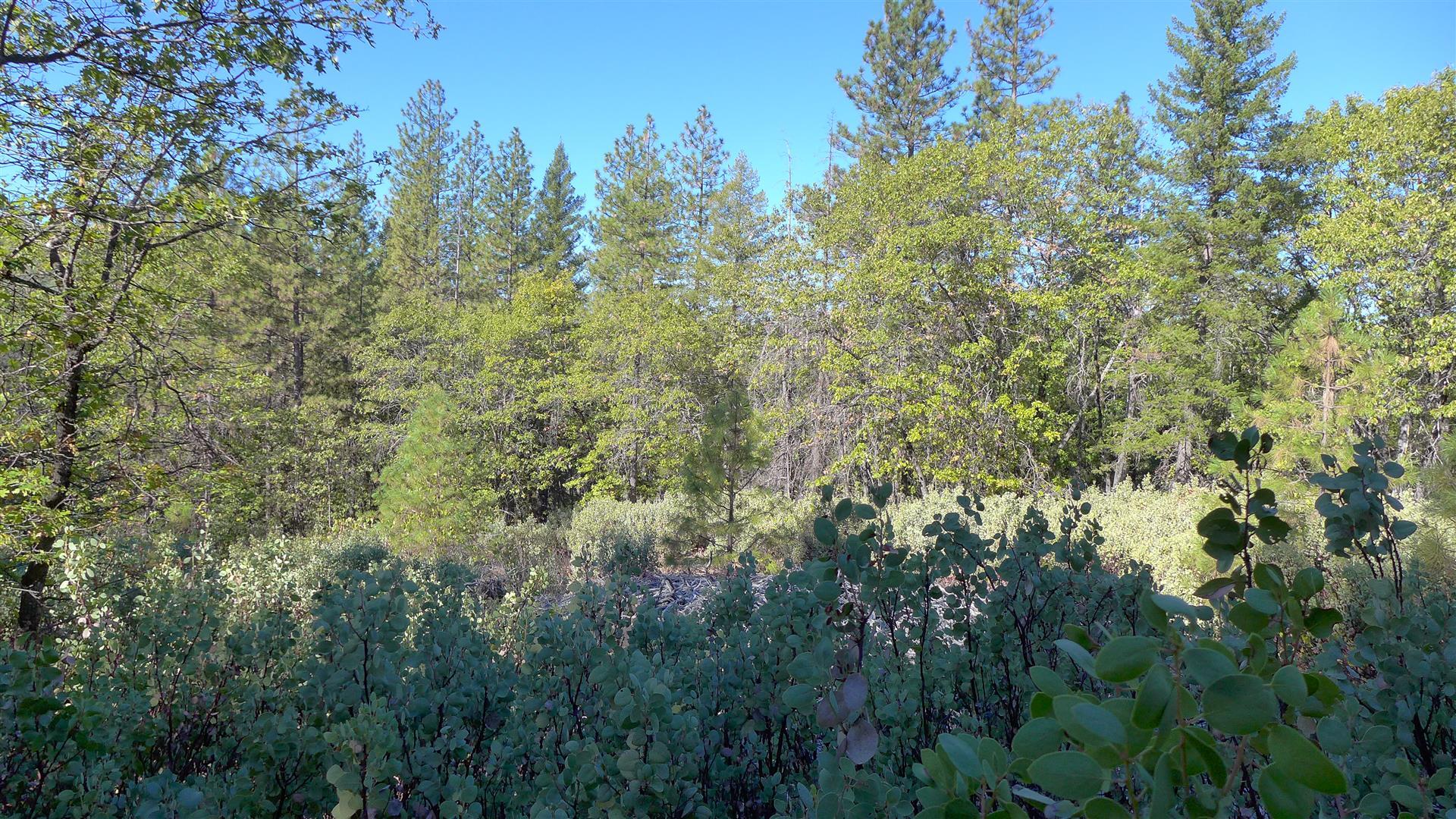59-acres Donkey Mine Road Oak Run, CA 96069 - Photo 44 of 46 P1080175