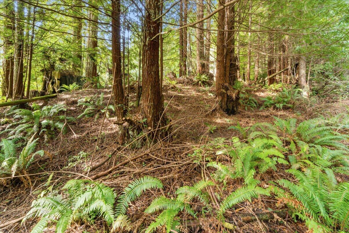 2630 Spears Road Eureka, CA 95503 - Photo 33 of 53 Redwood Trails
