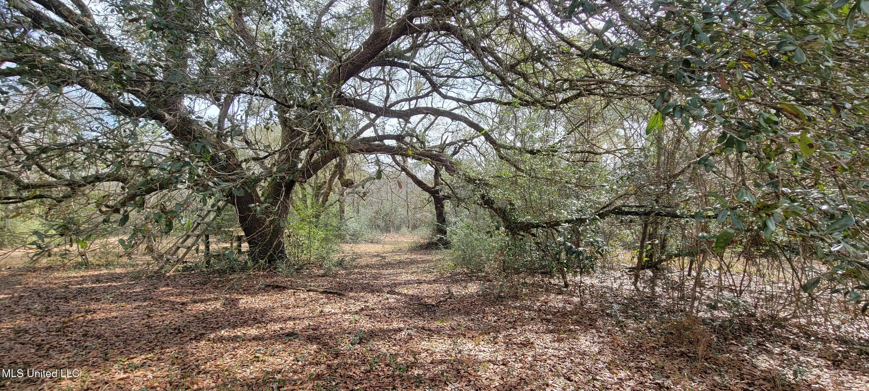 12174 Vidalia Road Pass Christian, MS 39571 - Photo 31 of 37 20250211_103446