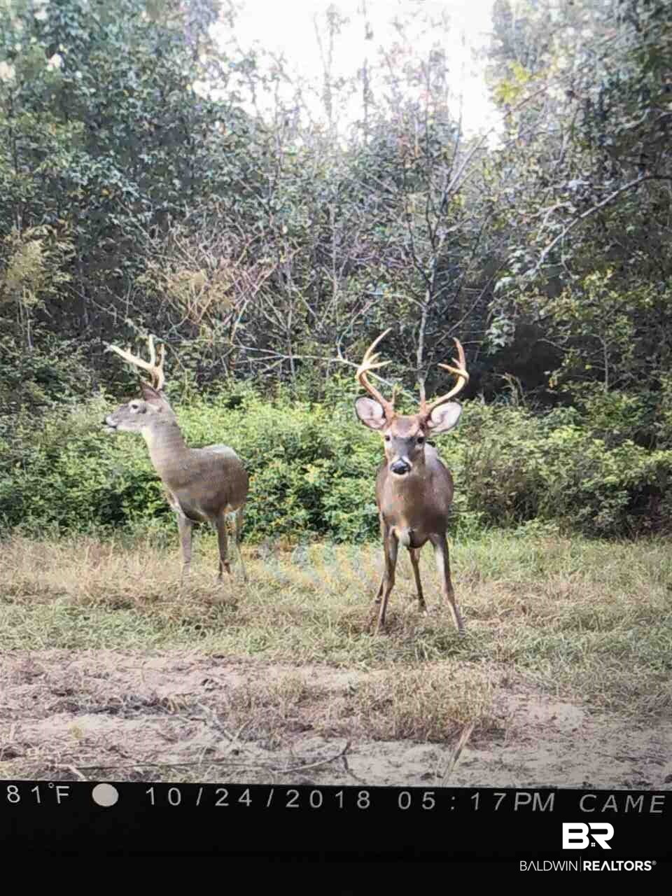 794 Dry Lake Road Luverne, AL 36049 - Photo 46 of 48 Deer