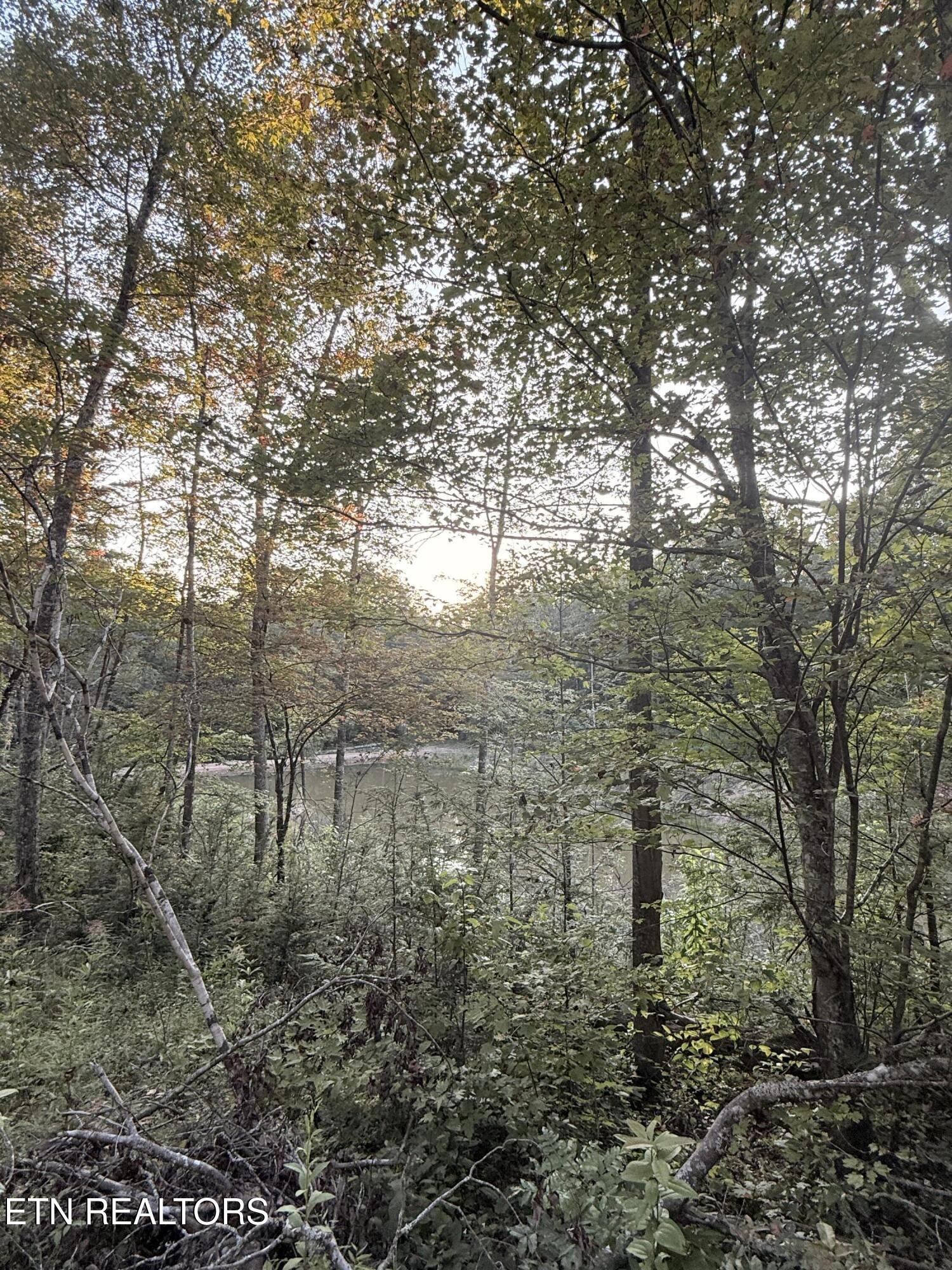 1055 Big 4 Road La Follette, TN 37766 - Photo 8 of 21 View from Site 1
