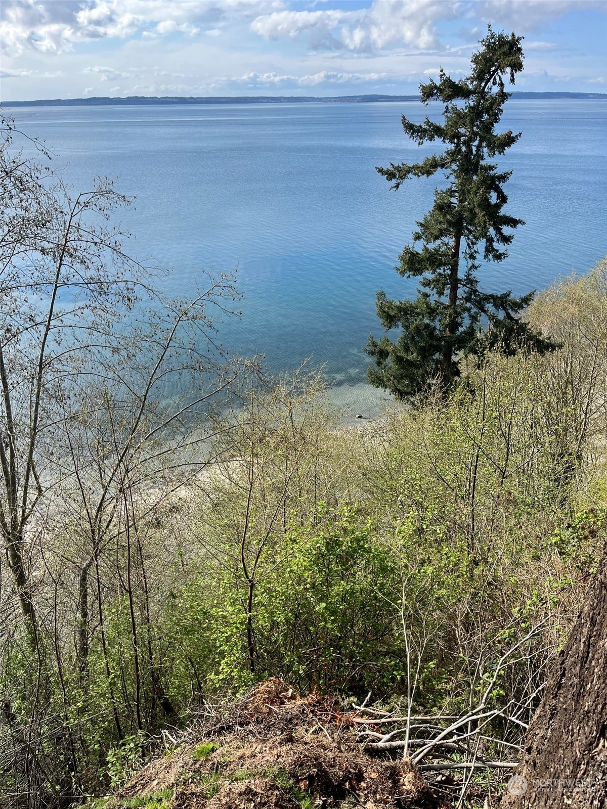 509 Spring Street Camano Island, WA 98282 - Photo 28 of 28 a view of a tree in a yard