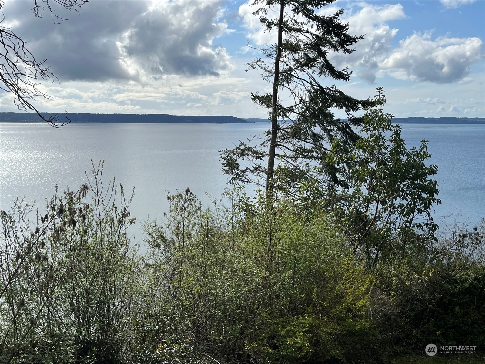 509 Spring Street Camano Island, WA 98282 - Photo 8 of 28 a close up of a tree in a yard next to a lake