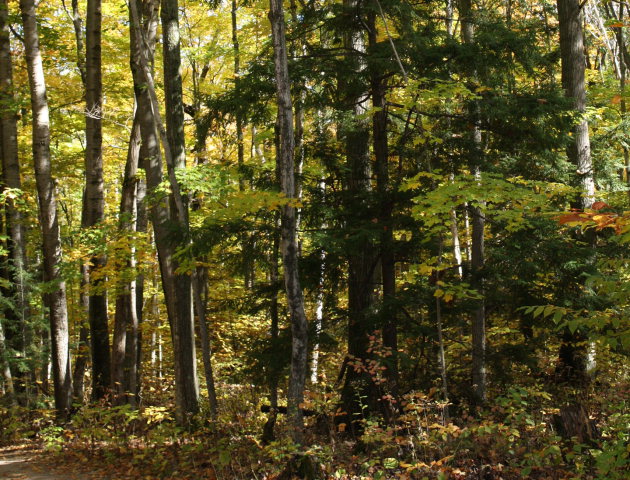 Lot Maple Maple Run Egg Harbor, WI 54209 - Photo 1 of 1 Main View