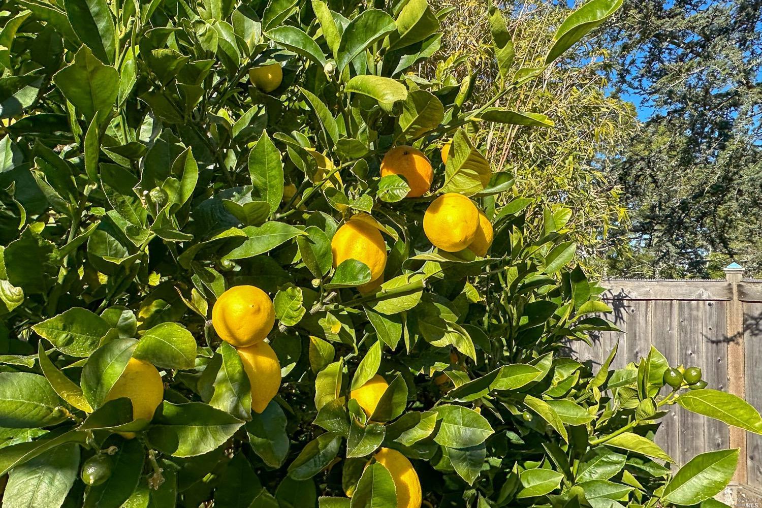 432 Durant Way Mill Valley, CA 94941 - Photo 68 of 69 a view of a tree in a garden