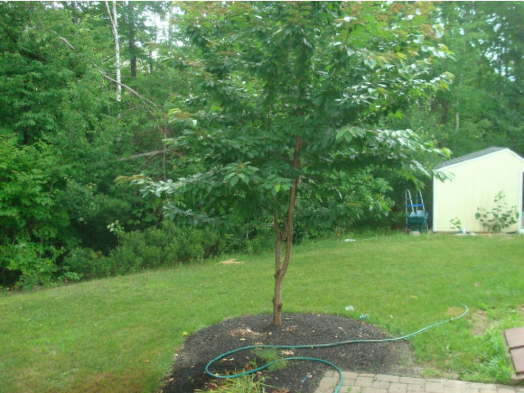 5 Anna Lisa Way Nottingham, NH 03290 - Photo 3 of 13