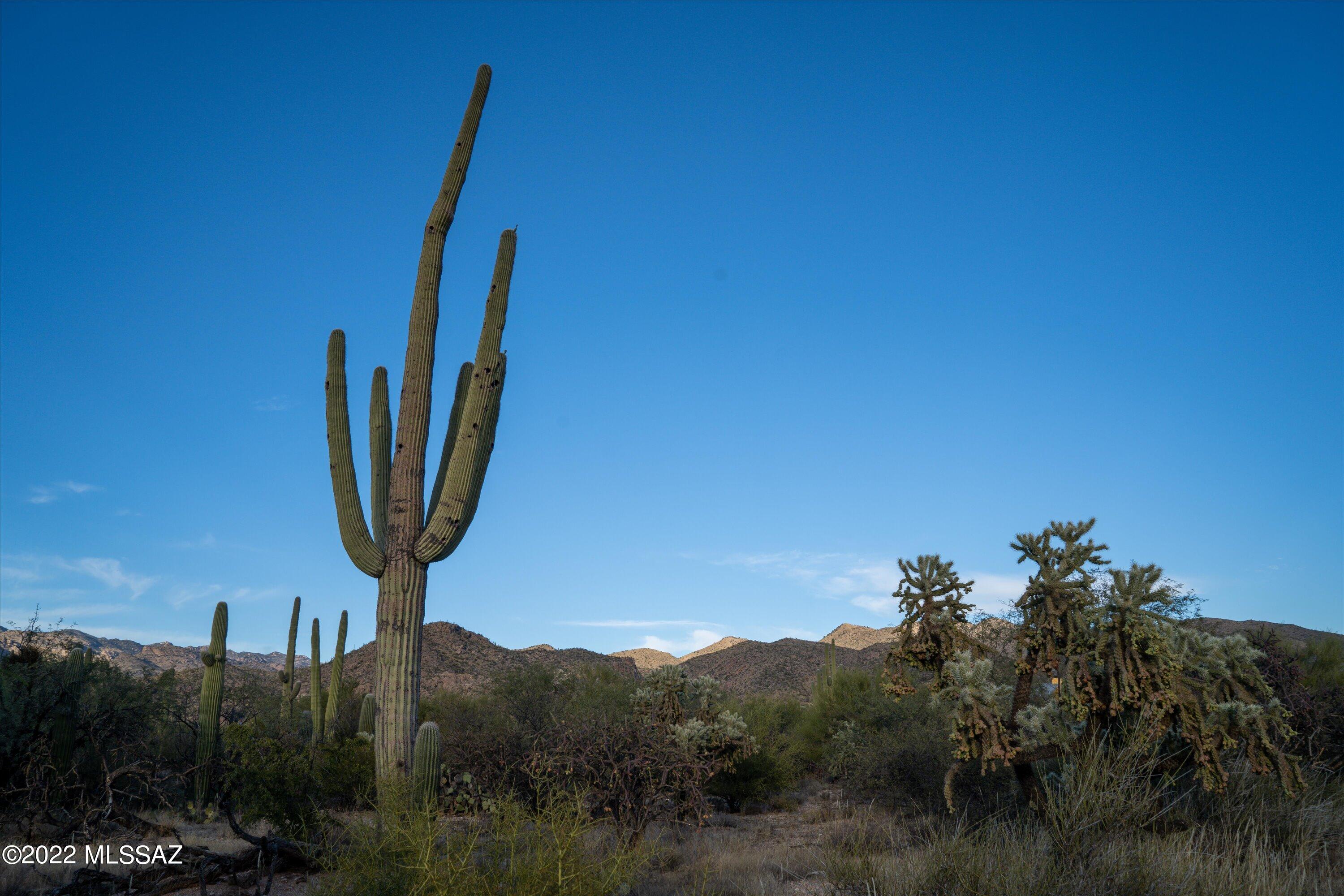 12803 East Nighthawk Ranch Place Tucson, AZ 85749 - Photo 13 of 23 Gallery Image 13