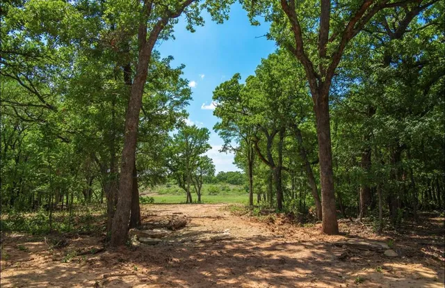 a view of a tree in a yard